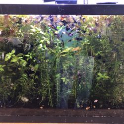 Aquarium Live Plants 