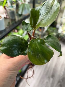 Philodendron White Knight