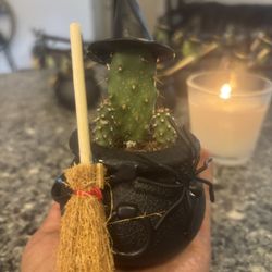 Halloween Witch Cactus Plants 