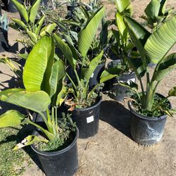 Bird of paradise