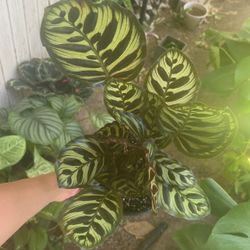 Calethea Plant