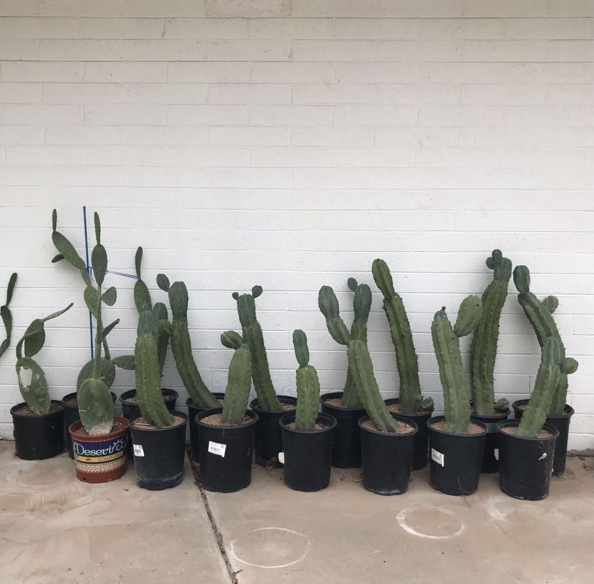 Large 5 gallon Peruvian Apple, Blue Myrtle and Prickly Pear Cactus Cacti Plants $79 each