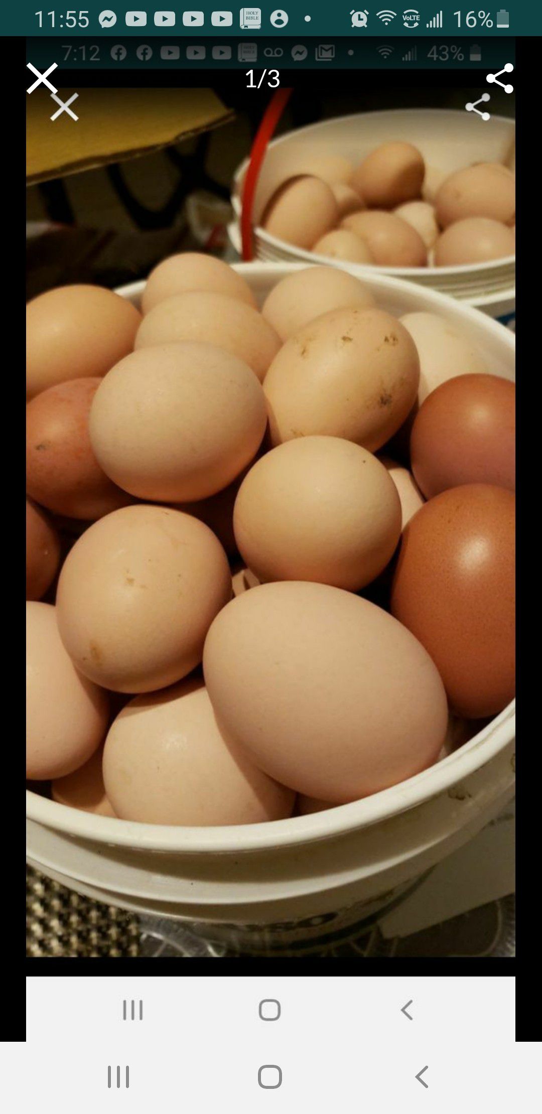 Eggs huevos organicos