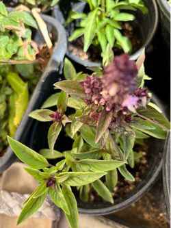 Asian basil