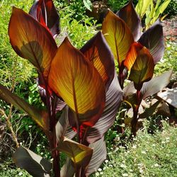 Red and Green Canna Tropical plant/Red flower These are outdoor annuals.  Bulb  $7 