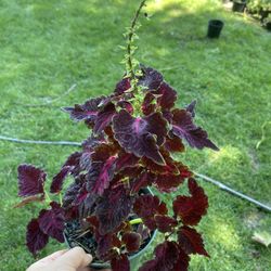Coleus Plant