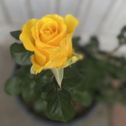 Rosal De Arbusto Con Flores, Está En Maceta De 5 Gallones Pick Up Only