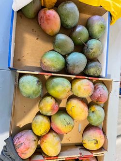 Kent mangoes