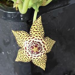 6” orbea hadipedicola first pic for reference