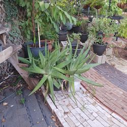 Plant Sale - Aloe Vera (Humongous) Multiple Large Individuals