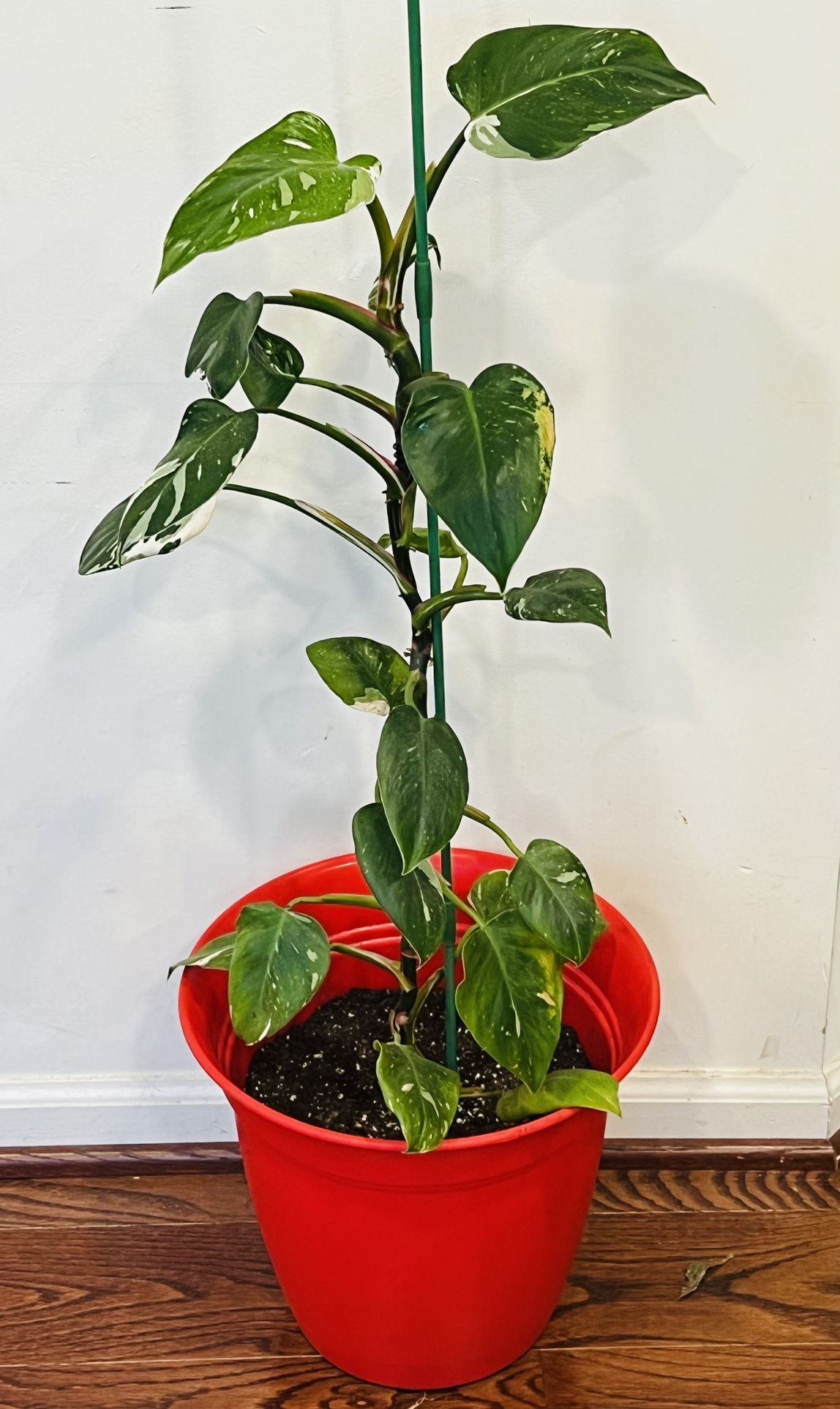 Indoor Plant - White Princess Philodendron