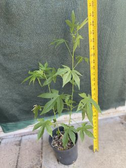 Chinese Lantern Small Plant, In 1 Gallón Pot Pick Up Only