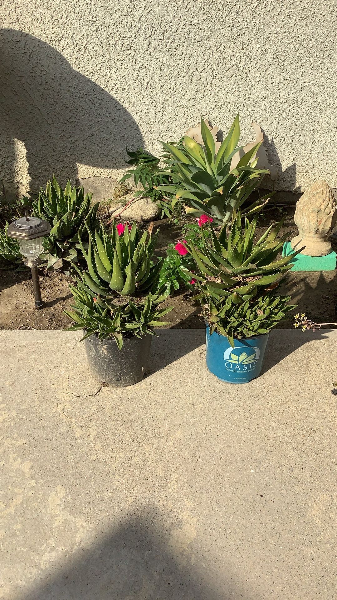 2 Very Nice Plants  Both For 15