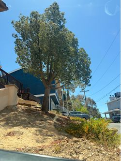 Free tree
