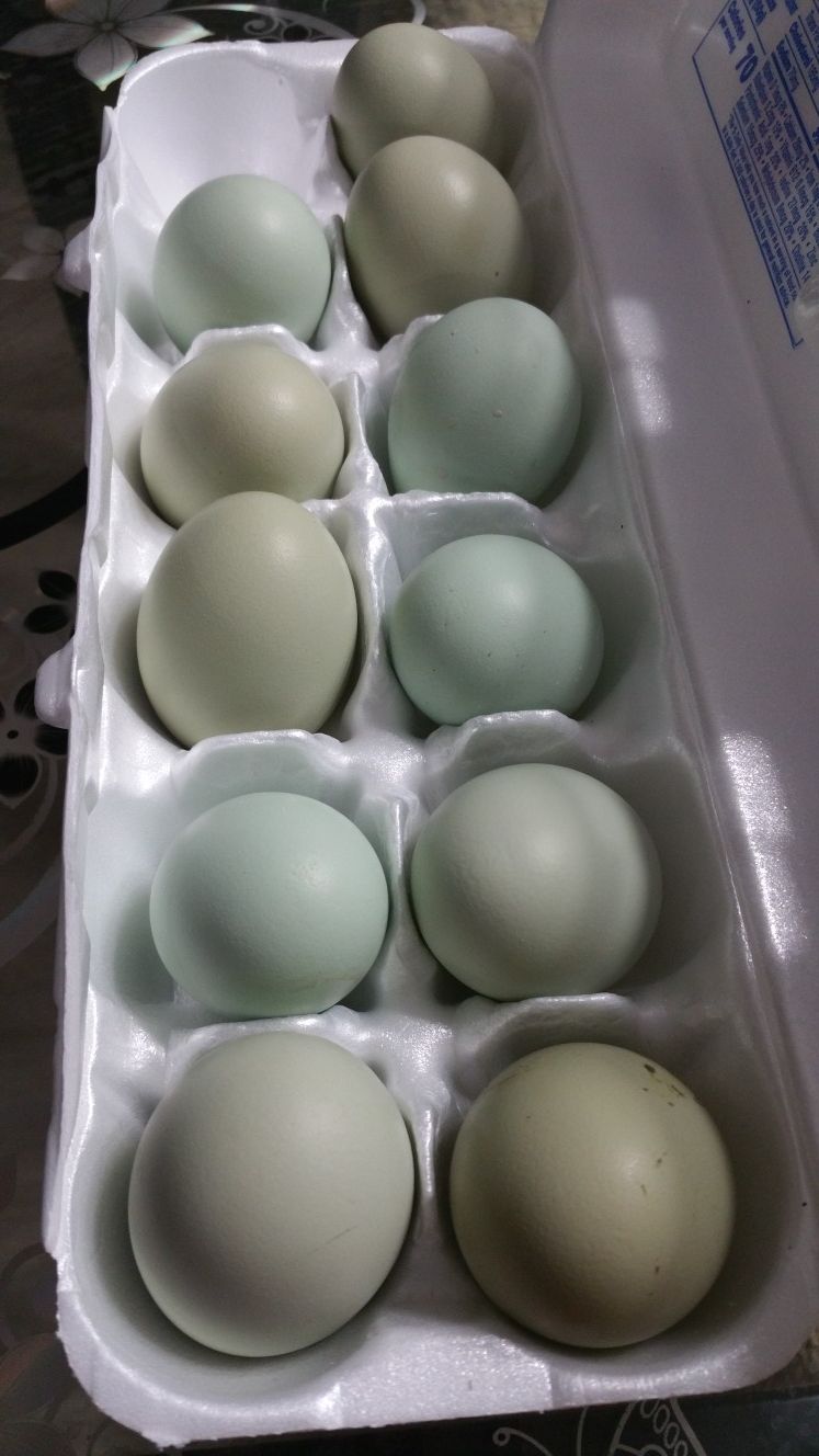 Fresh eggs