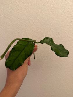 Hoya Globulosa cutting