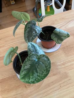 Plants $5 each