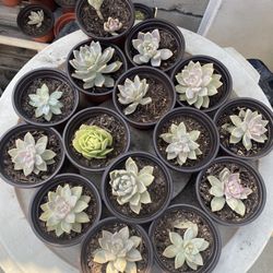 Succulents 