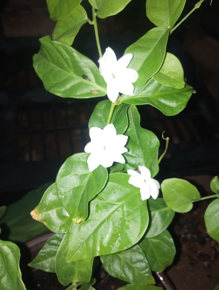 BEAUTIFUL JASMINE PLANTS. BLOOMING
