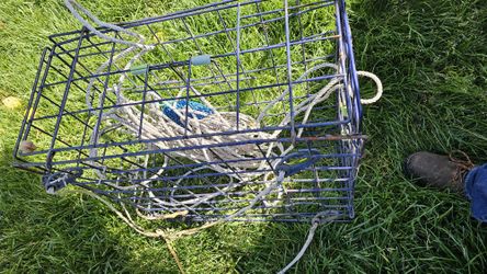 Crab Pot