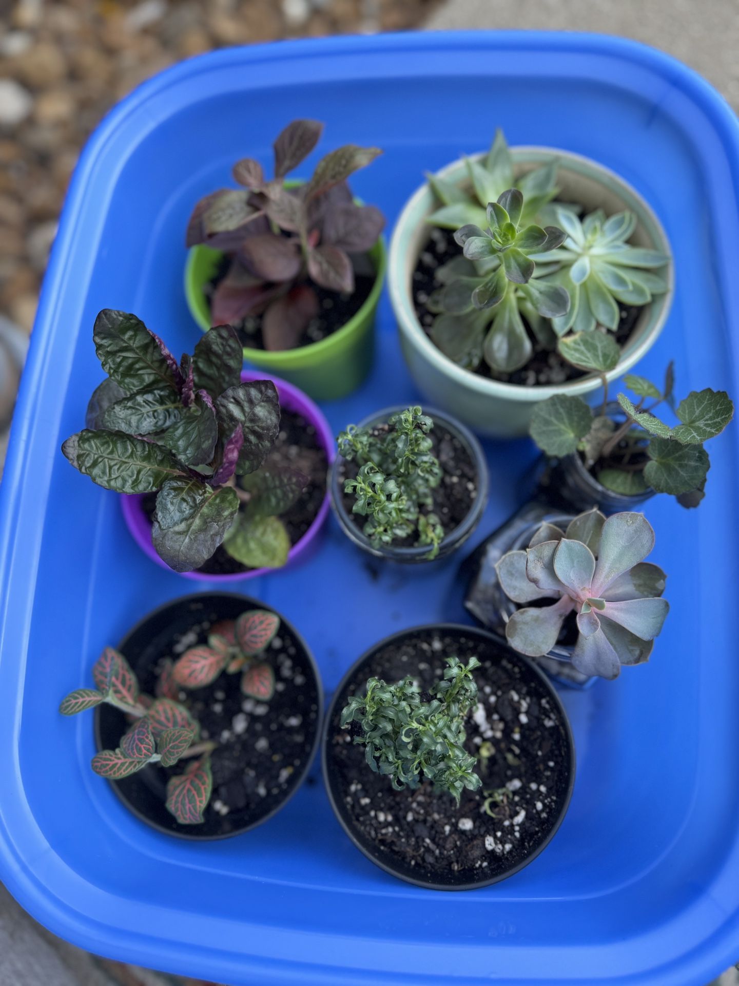 Plants