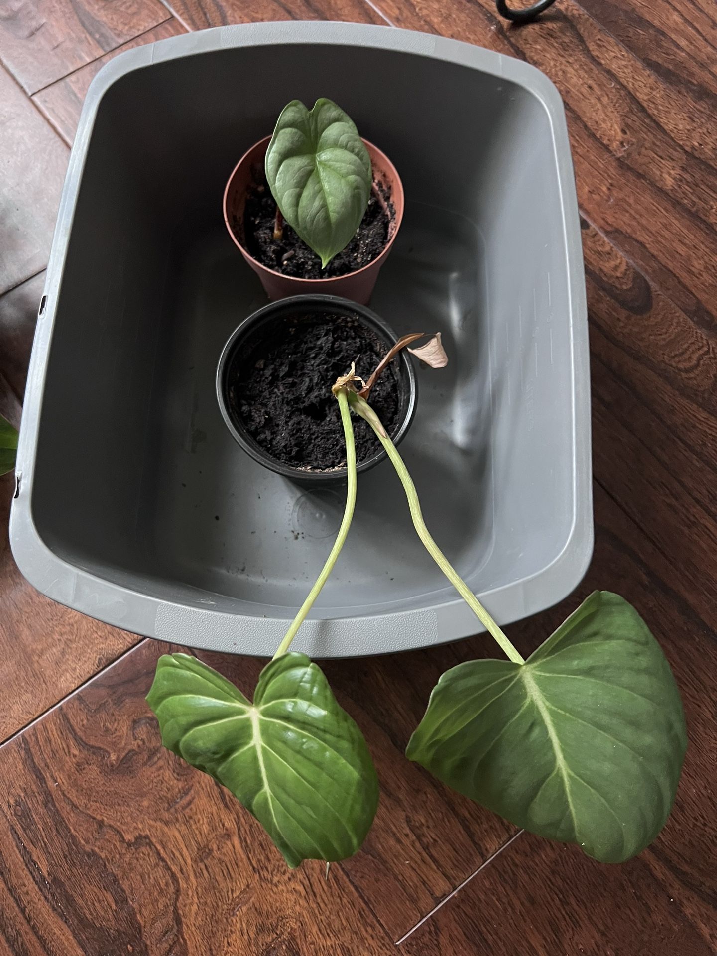 Silver Dragon Scale and Philodendron Columbia