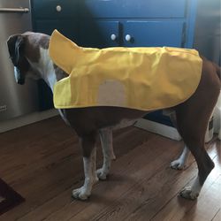Yellow Dog  rain coat