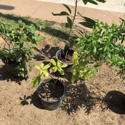 Trees/plants/flowers 