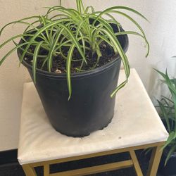 Spider Plant 