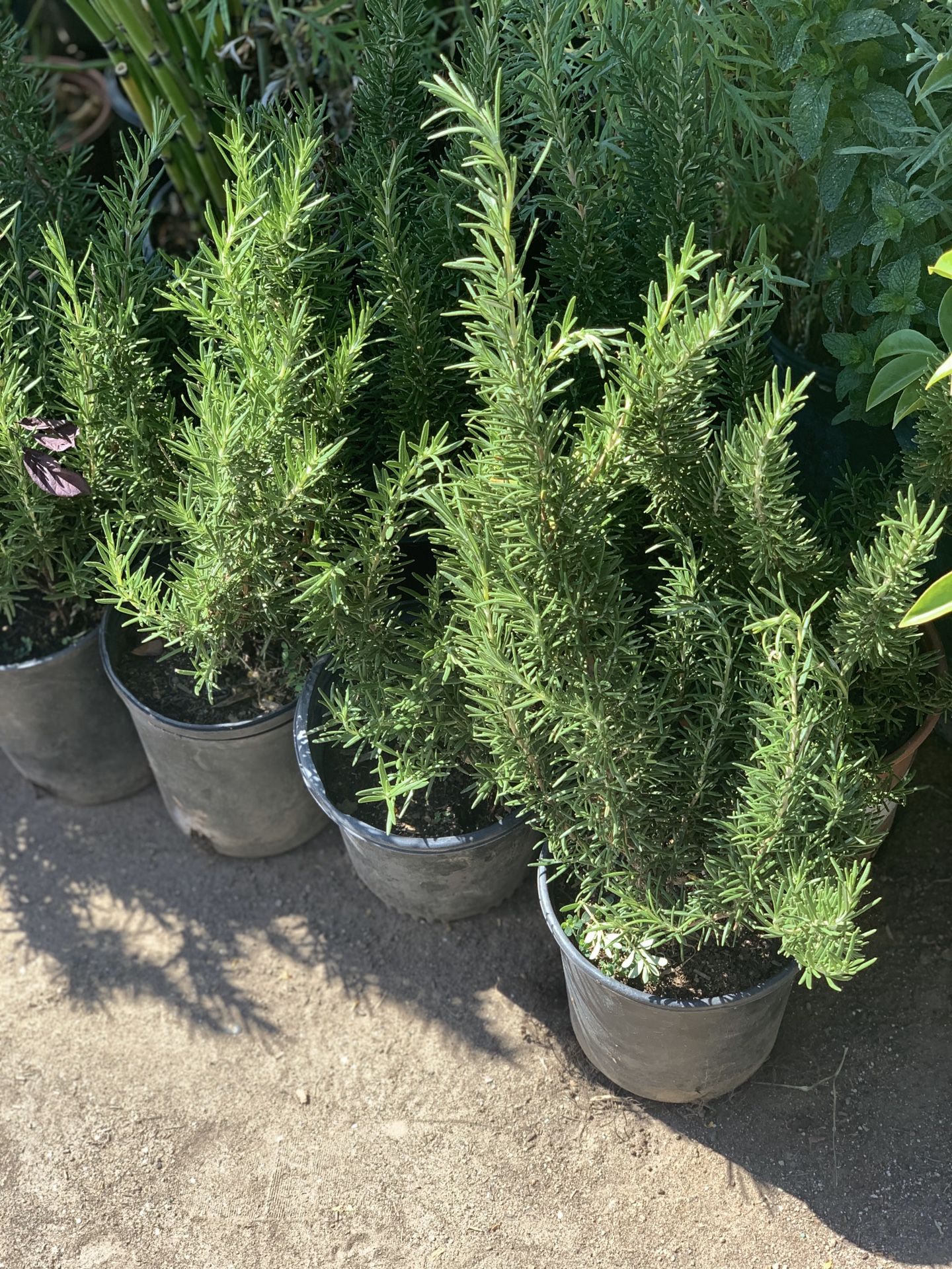 Rosemary’s plants