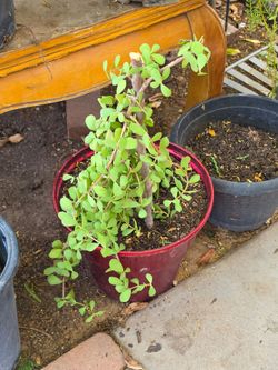 Elephant plant