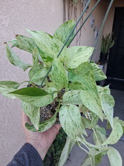 Snow Queen Pothos Plant $25