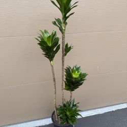 Beautiful Real Indoor Compacta $40