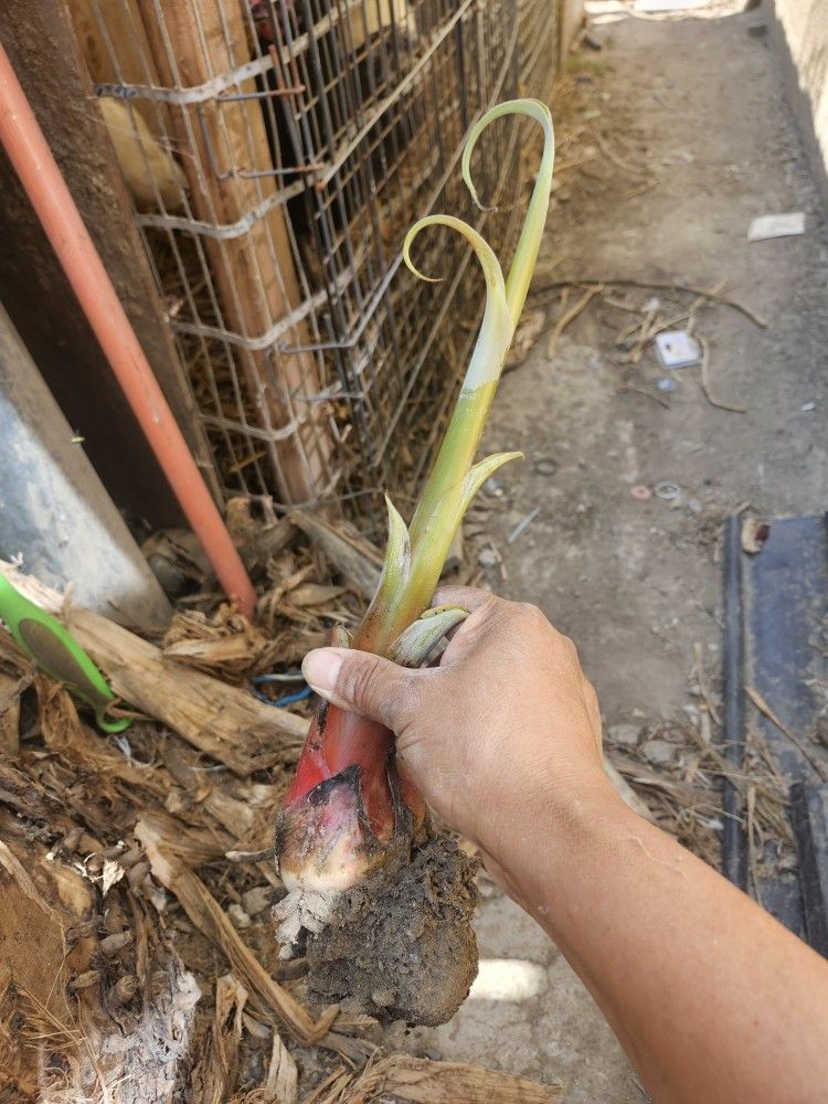 Listo Para Sembrar