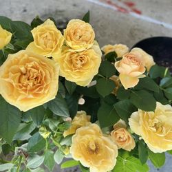 Miniature Yellow Rose plant