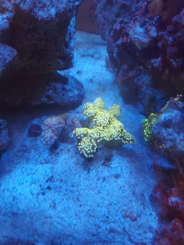 Reef Tank Fake Coral Decorations