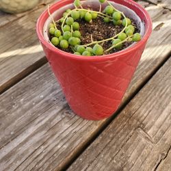 String Of Pearls In Red Pot