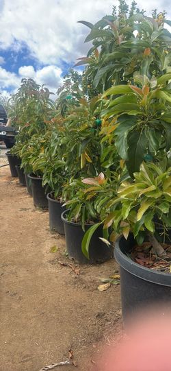 Reed Avocado Trees