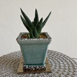 Succulent Aloe 7”x 4” Including Pot