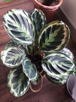 Plant