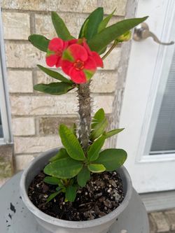 Crown of thorns / Corona de Cristo