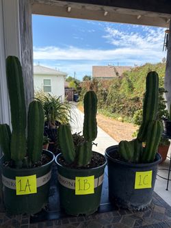 San Pedro Cactus