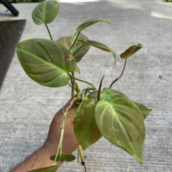 philodendron camposportoanum