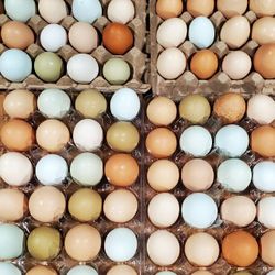 Fresh  egg.