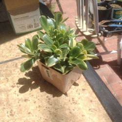Jade Plant     Sunset And Multicolor 4-in
