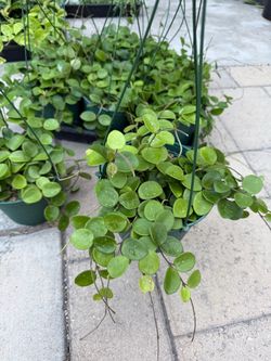 Hoya Mathilde