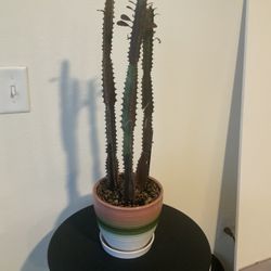 Euphorbia Milk Weed. (Euphorbia Trigona). $25