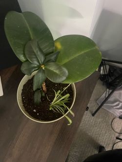 Potted Rubber and snake Plant in Pot. 🪴 ❤️