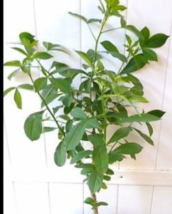 💯 Organic Well Rooted Mexican Key Lime Plant