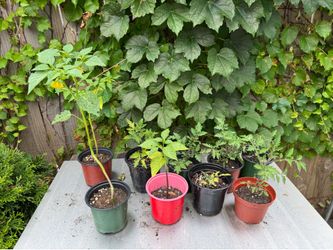 Plantas de jitomate y tomatillo.